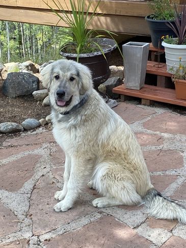 We were excited to add 2  guardian dogs to help look over our animal heroes!