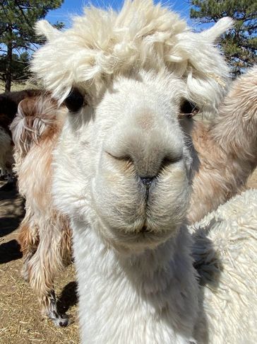 White face LaPerla alpaca
