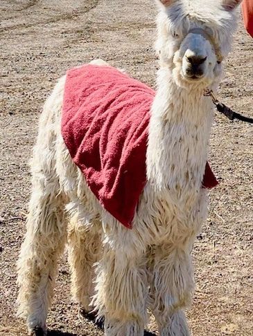 White alpaca Percy with red blanket on a leash