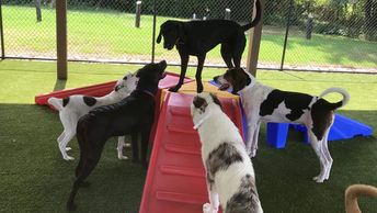 Puppy Playground Equipment