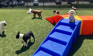 Dog Daycare Playground Equipment