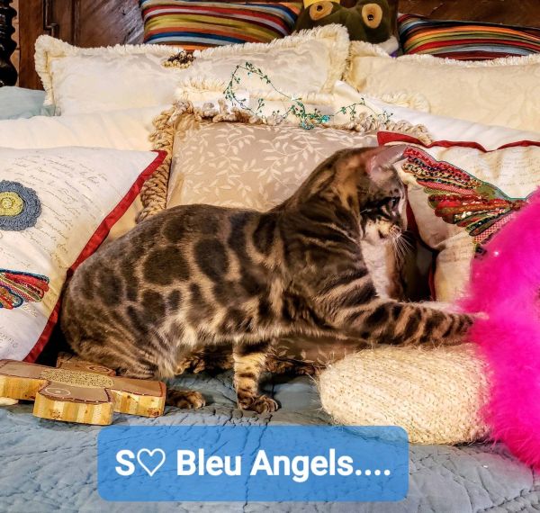 A spotted cat playing with a pink fluffy toy on a bed.