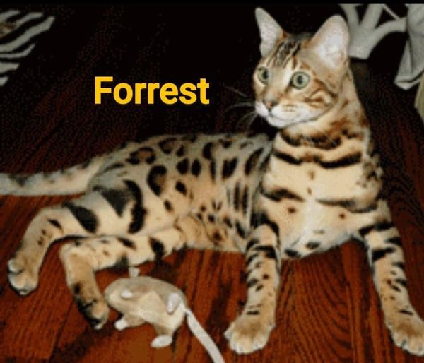 A spotted cat named Forrest lying on wooden floor.