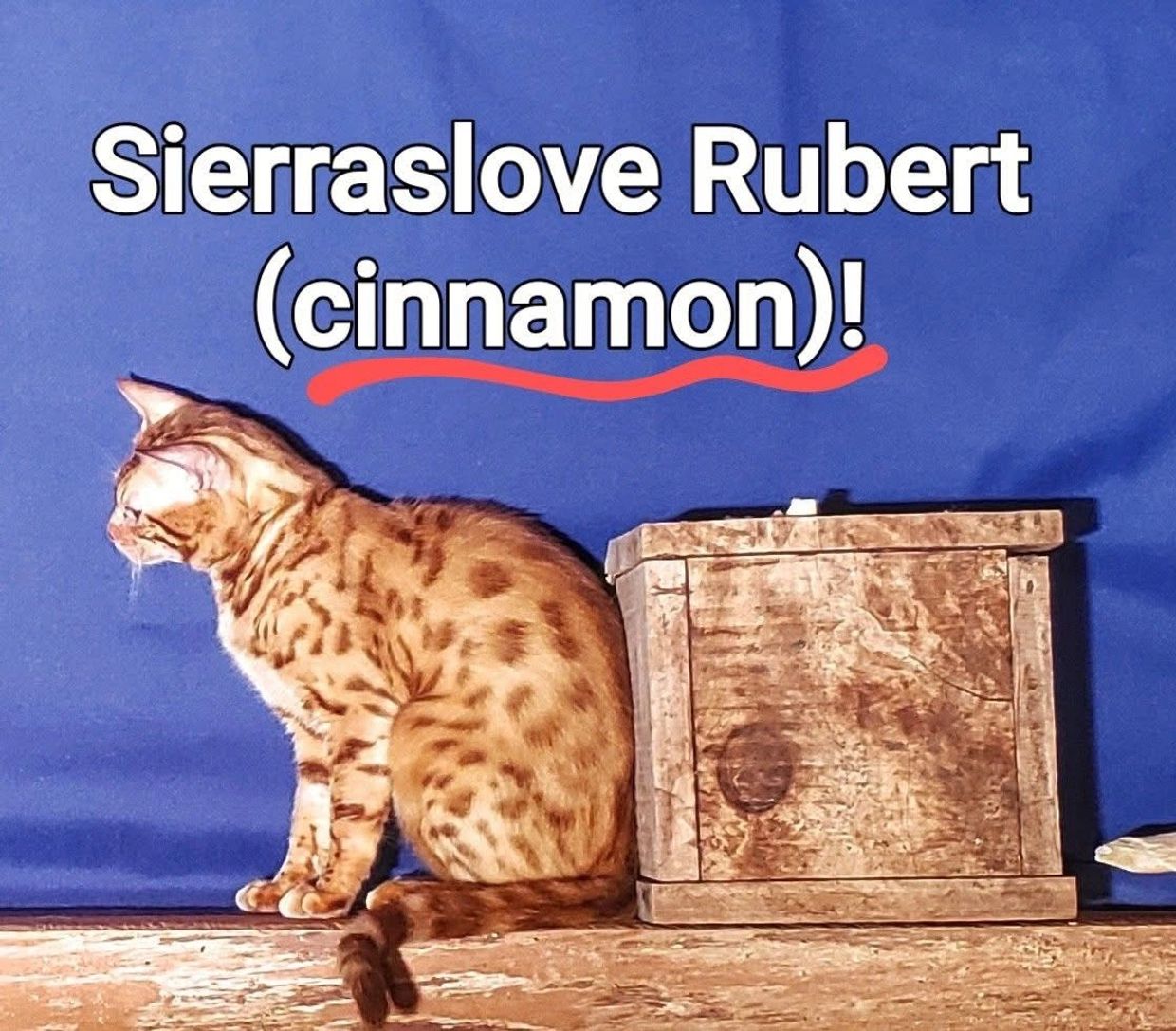 Cat named Sierraslove Rubert (cinnamon) sitting beside a wooden box.