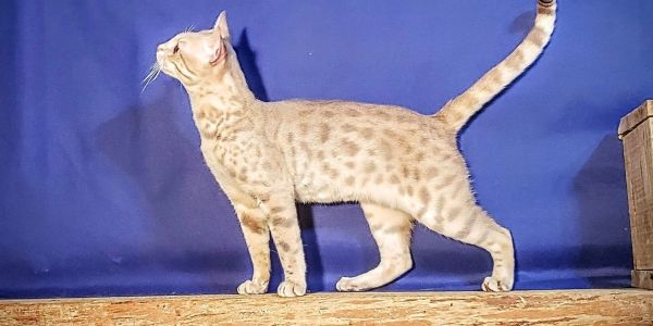 Spotted cat standing against a blue backdrop.
