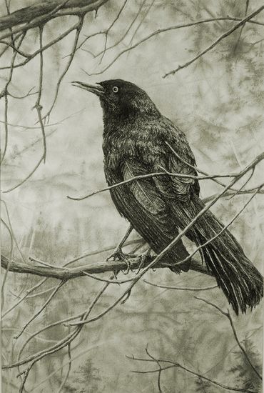 black and white crow, pastel drawing on green tinted paper