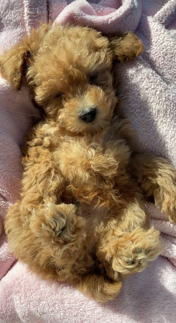 Boaty as a puppy.