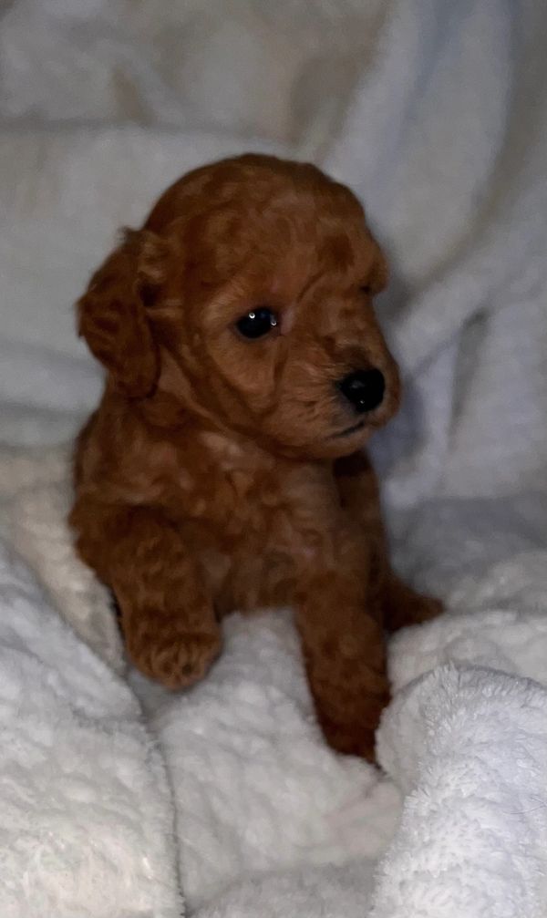 Baby Boaty