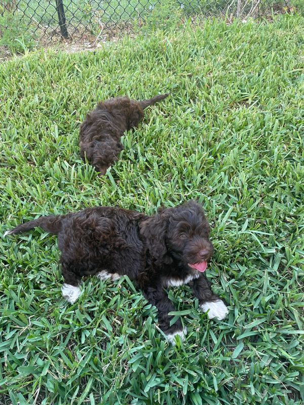 Scout and her sister playing in the yard