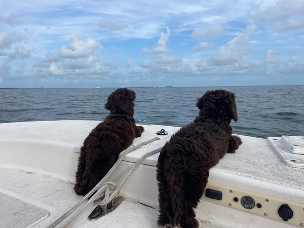 Scout and her sister enjoying a boat ride.