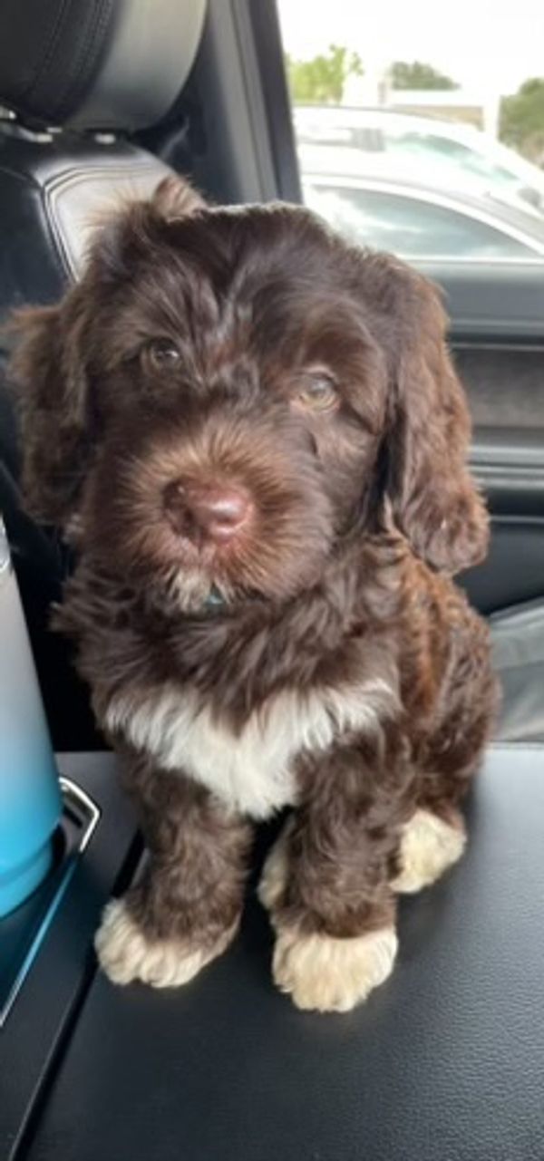 Fluffy brown and white puppy sitting on a car seat.
