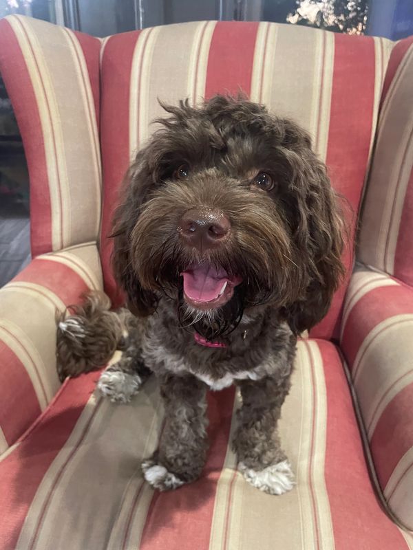 Scout's sister showing off the distinguishing marks of the water dog - white paws and chest.
