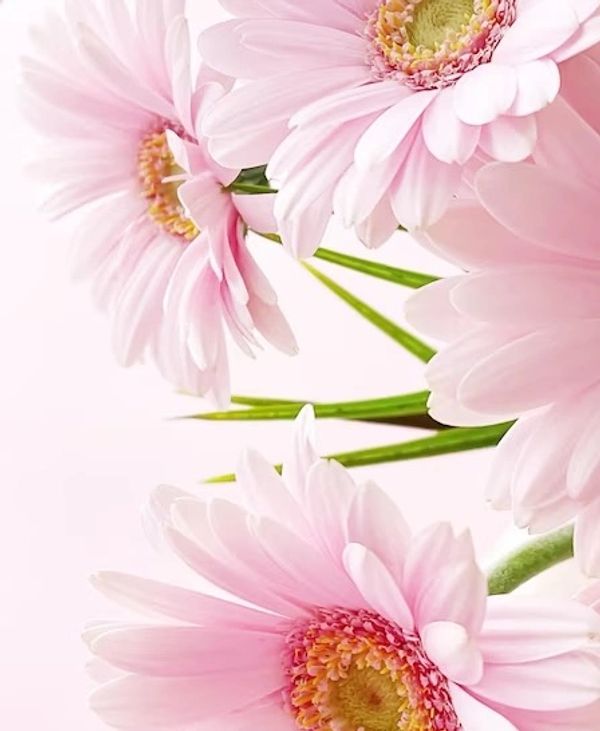 Gerber Daisies are one of Aisling's favorite flowers. Pale Pink Gerber Daisies in Captivation Novel