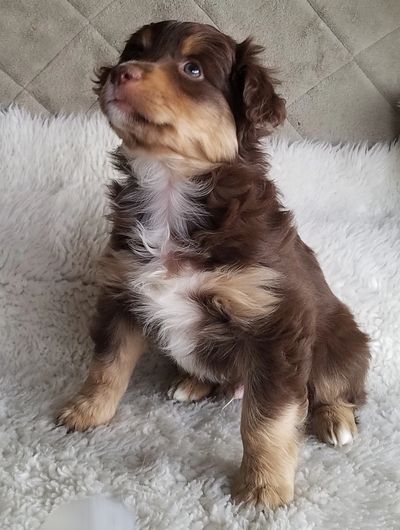 This is little Zeke, one of our many puppies