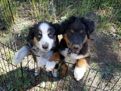 Belle and Jet camping at Crystal Lakes