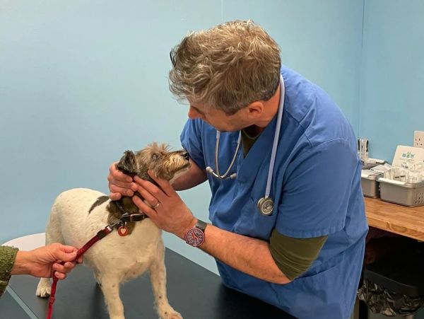 Veterinarian examines a small dog on an exam table.