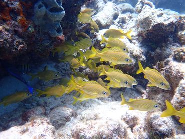 Beautiful image of marine life at sunken treasure galleon site