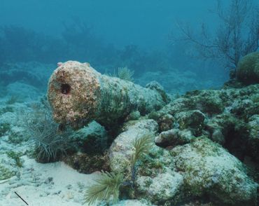 Image of underwater cannon from shipwreck site.