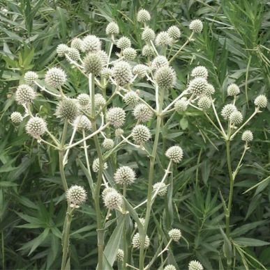 Learn More About This Plant!