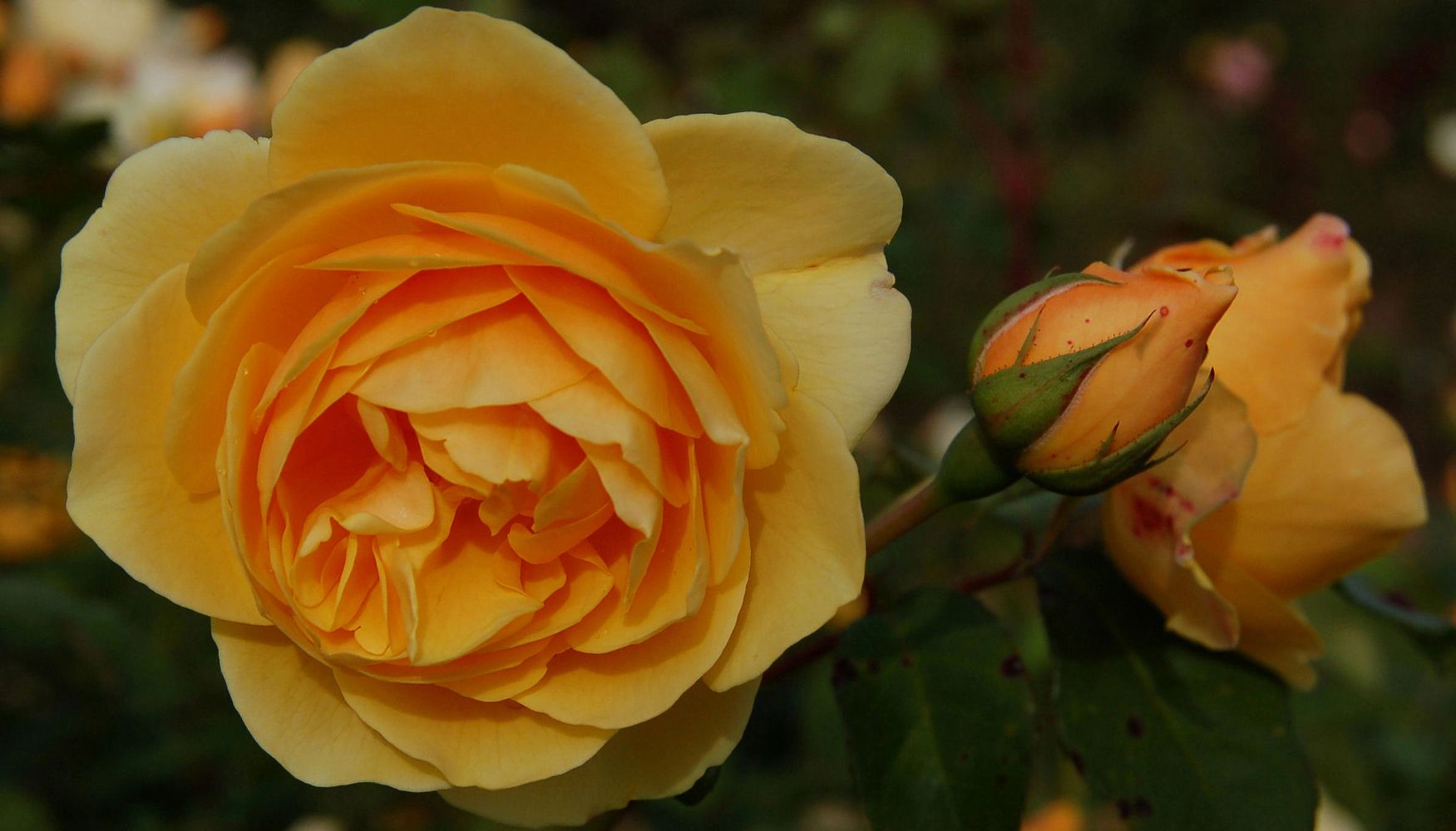 image17