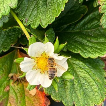 bee pollinating a strawberry plant