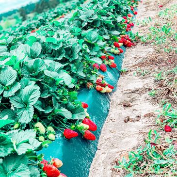 lots of red strawberries hanging off strawberry plants