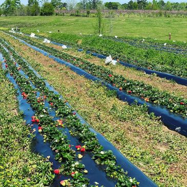strawberry rows full of berries