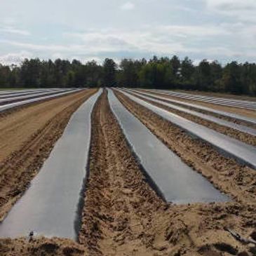 strawberry rows being prepared for planting