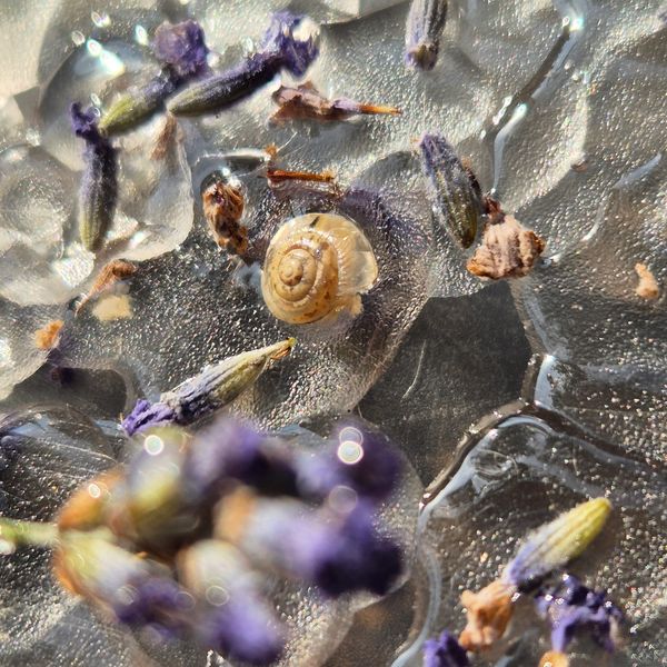A small snail on ice with scattered lavender buds.