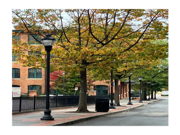 Beautiful tree lined, historic street near GinafromLA hair salon in Greenville SC