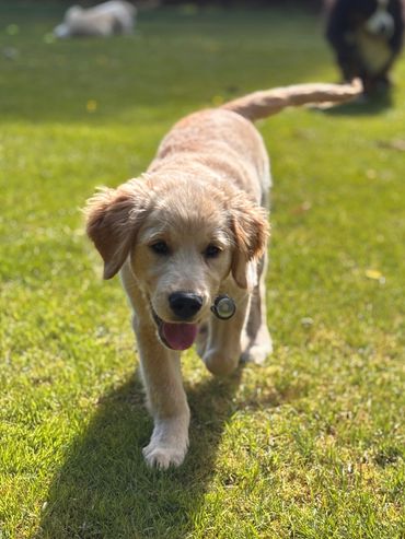 Golden retriever puppy walking on grass with tongue out on a sunny day.