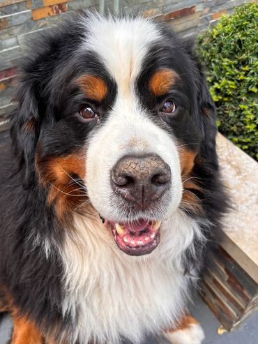 Close-up of a happy Bernese Mountain Dog with a fluffy coat.