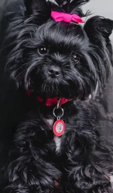 Cute black dog with a pink bow and red collar posing.