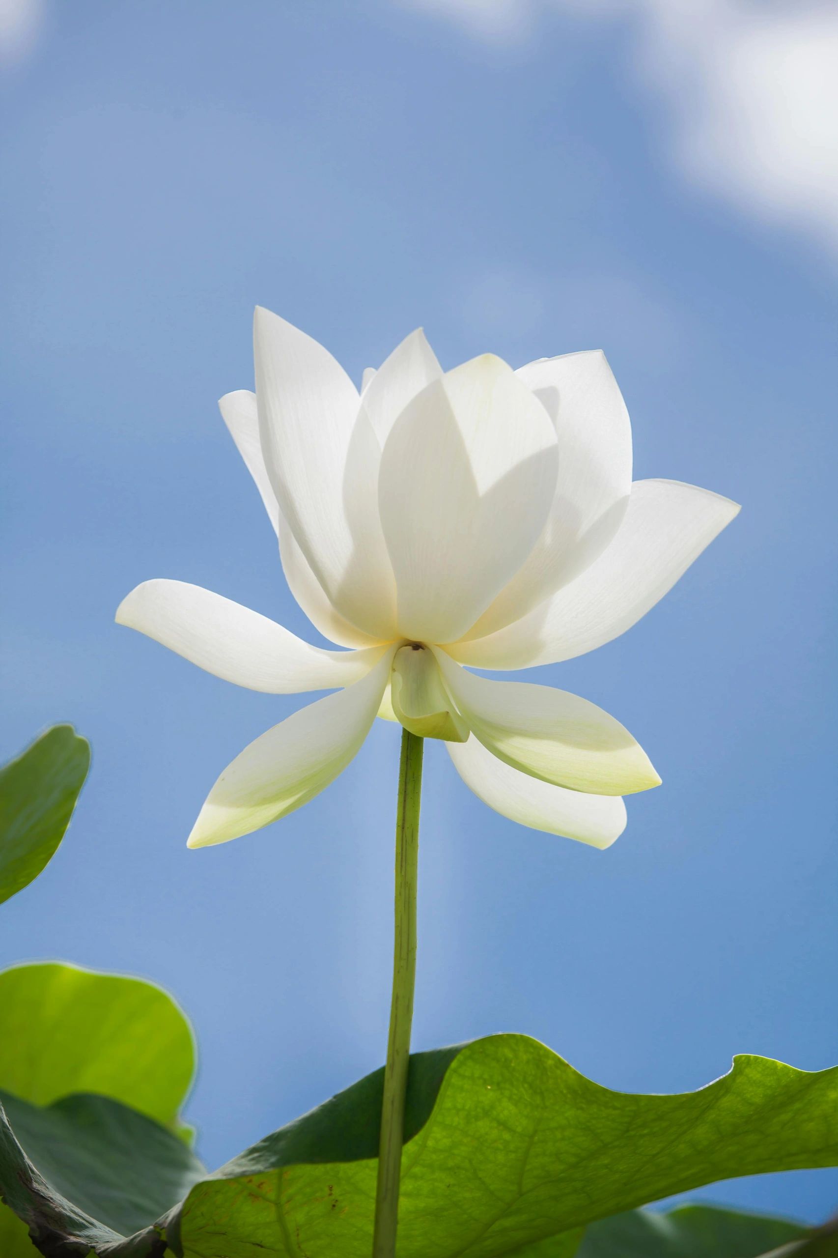 white lotus flower