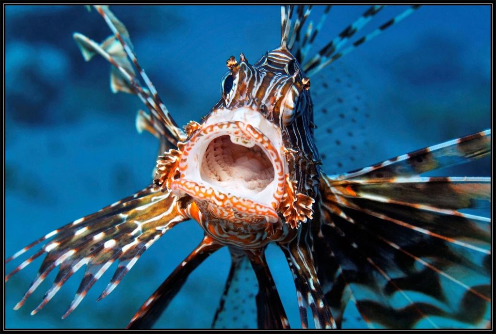 lionfish, Bermuda Triangle, Bermuda, Amelia Earhart, Bahamas, NASA, fishing, Miami, Florida, fishing
