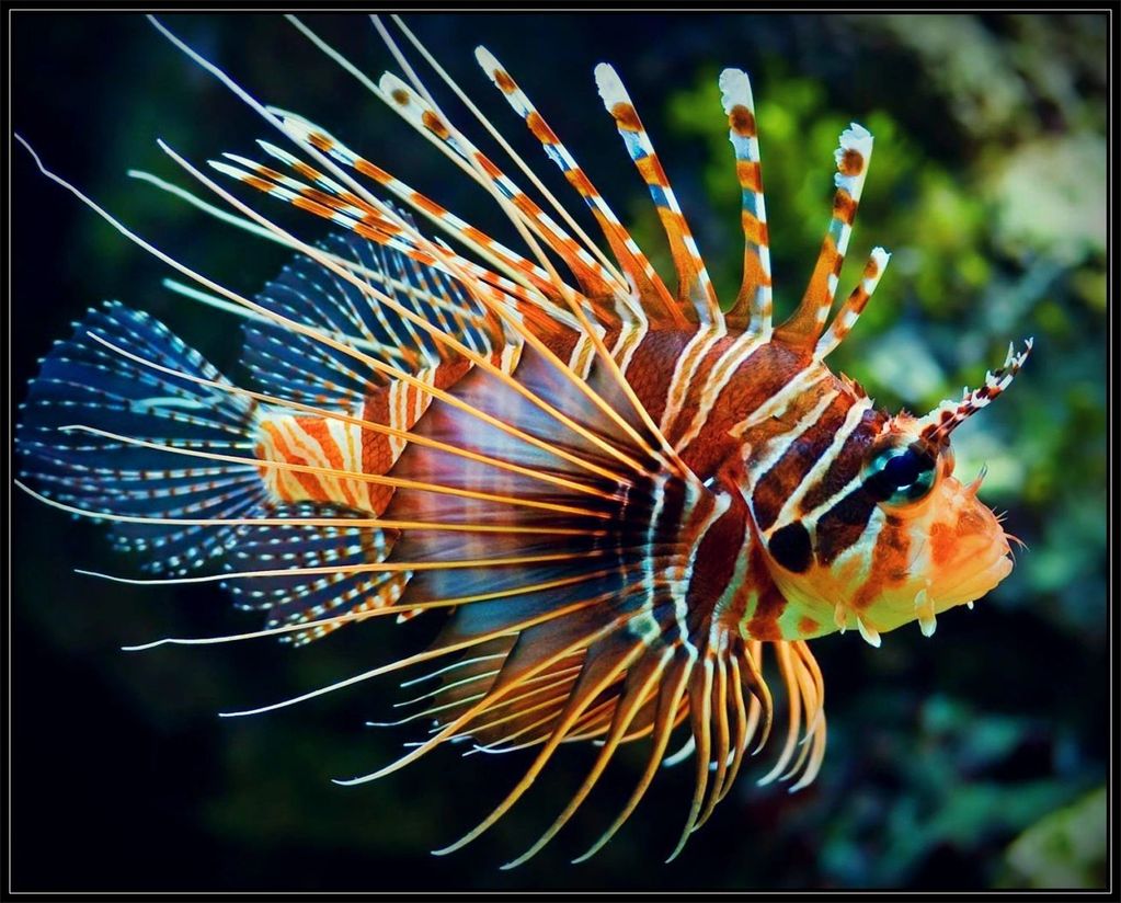lionfish, Bermuda Triangle, Bermuda, Amelia Earhart, youtube, triangle, Miami, Florida, NASA, cams