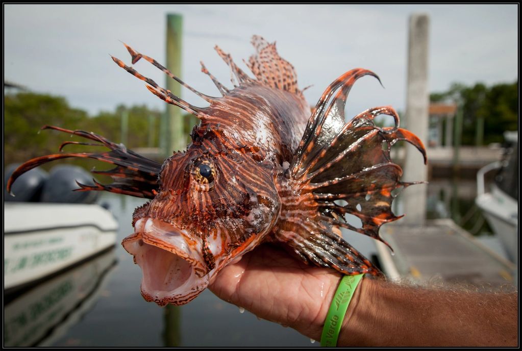 lionfish, Bermuda Triangle, Bermuda, Amelia Earhart, youtube, fishing, Miami, Florida, NASA, cams