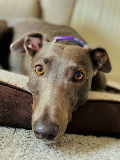 Greyhound Lying Down