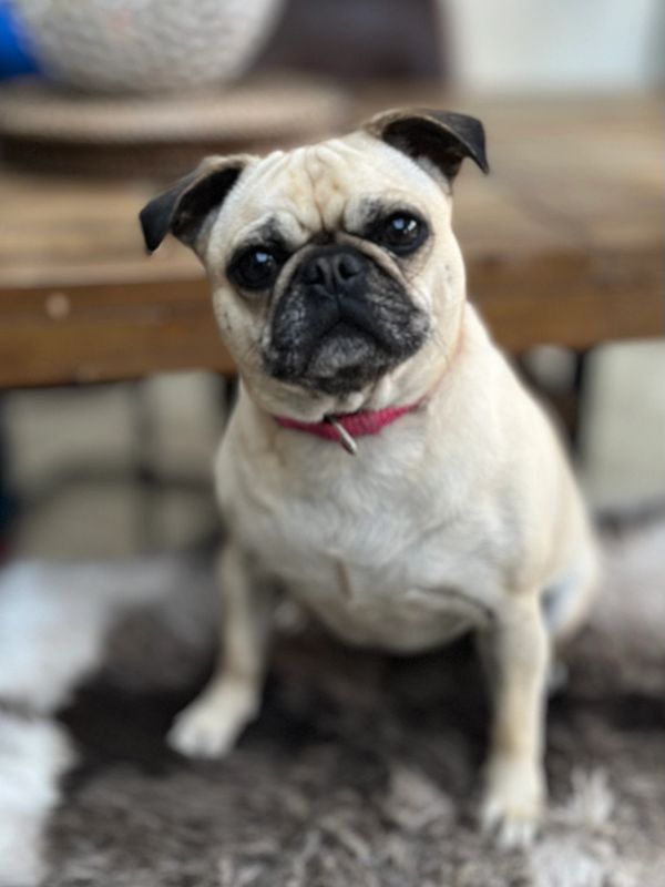 A beige pug with a pink collar sitting on a fuzzy rug, looking at the camera.