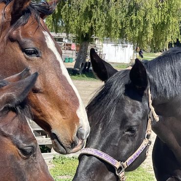A herd of horses enjoying each others company.
