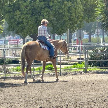 Mr. Noodle enjoying a morning hack around the multipurpose arena