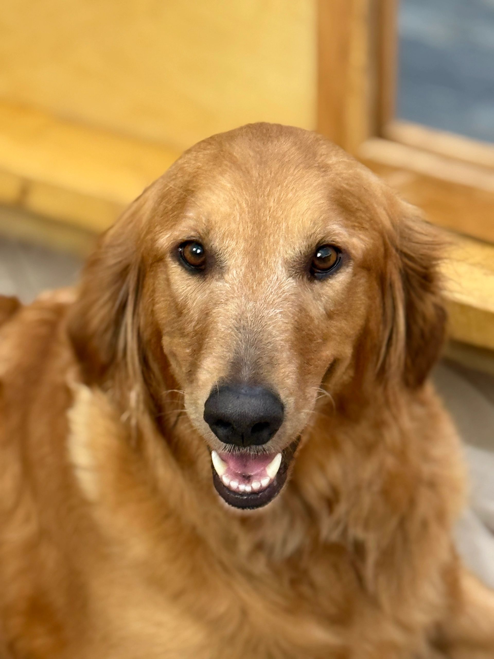 goldenretrieversofredbudhollow.com  Emmylou beautiful face