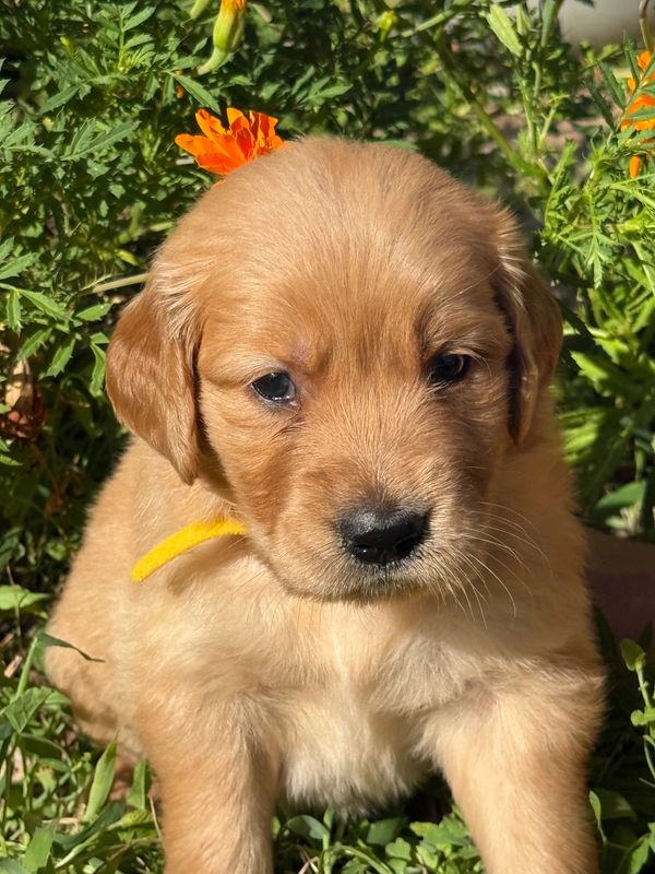 Golden Retriever Puppies.  Weatherford, TX.    Juliet AKC Registered Female