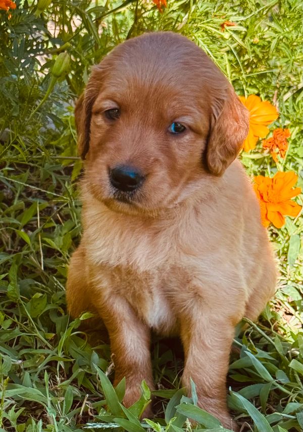 Golden Retrievers  Weatherford, TX.  Sophia AKC Registered Female