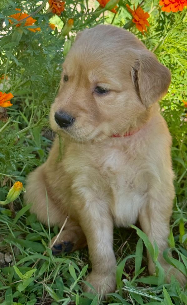 Golden Retrievers Puppies.  Weatherford, TX.  Magnolia (Miss Maggie) AKC Registered Female