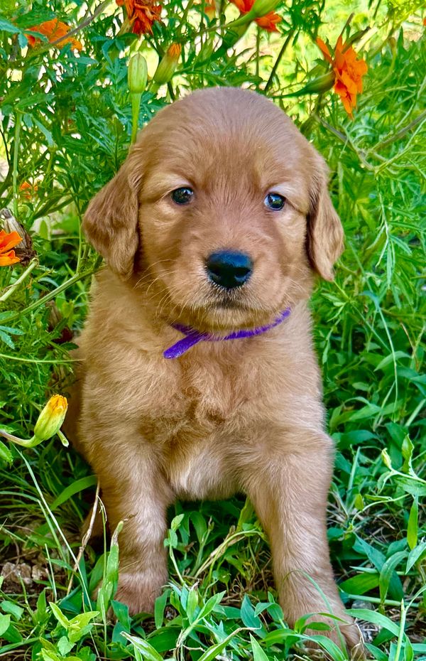 Golden Retriever Puppies   Weatherford, TX   Felicity AKC Registered Female