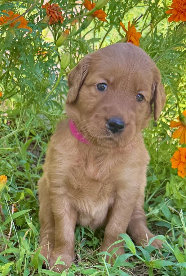 Golden Retriever Puppies, Weatherford, TX.  Eleanor  (Miss Ellie). AKC Registered Female