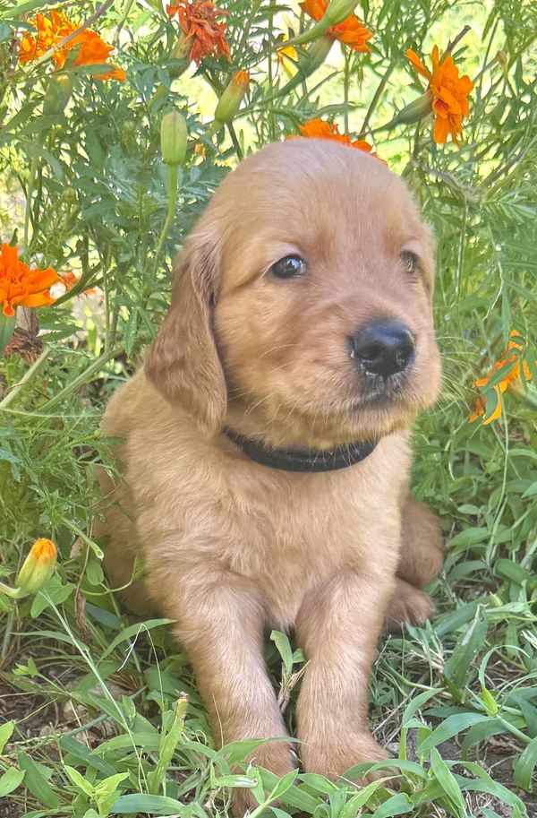 Golden Retriever Puppies  Weatherford, TX    Augustus AKC  Registered Male