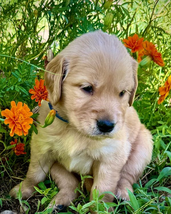 Golden Retriever Puppies  Weatherford, TX   Romeo AKC Registered Male