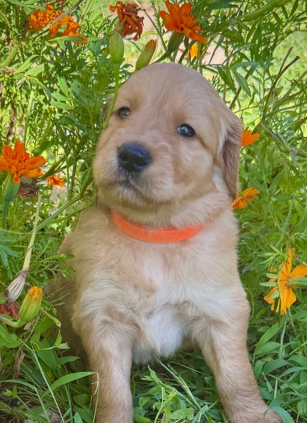 Golden Retriever Puppies  Weatherford, TX.  Evangeline AKC Registered Female